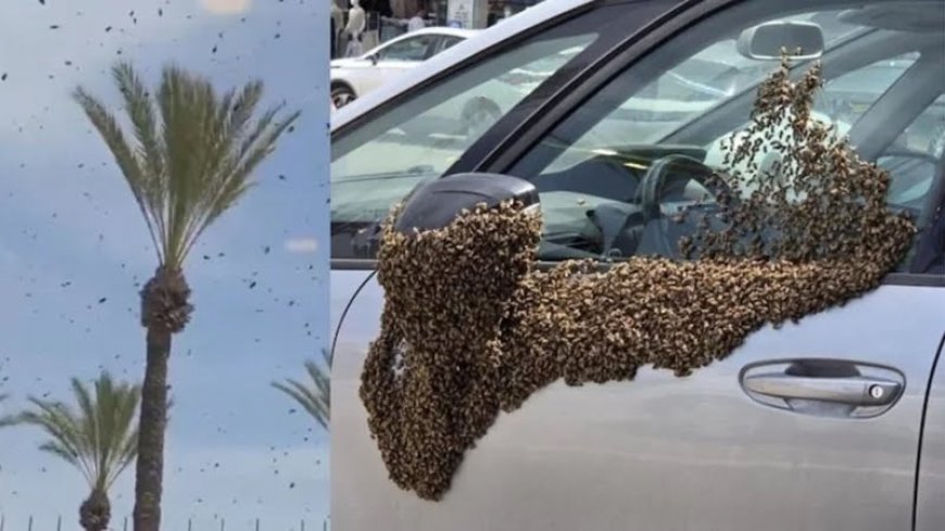 ইসরায়েলে নজিরবিহীন ‘মৌমাছির হানা’, শহরজুড়ে আতঙ্ক