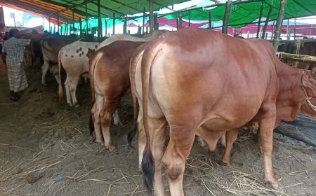 রাজধানীর পশুর হাটে বেচাকেনায় টানাপোড়েন: ক্রেতাদের চোখে দাম চড়া, লোকসানের আশঙ্কায় বেপারীরা
