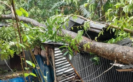 বগুড়ার গাবতলীতে ঝড়ে আম কুড়াতে গিয়ে গাছচাপায় গৃহবধূর মৃত্যু