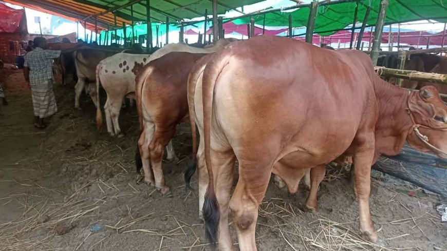 রাজধানীর পশুর হাটে বেচাকেনায় টানাপোড়েন: ক্রেতাদের চোখে দাম চড়া, লোকসানের আশঙ্কায় বেপারীরা