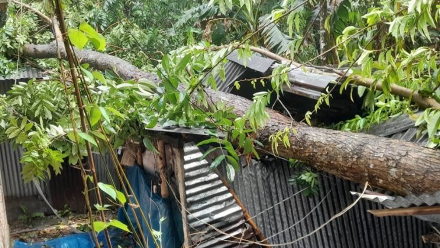 বগুড়ার গাবতলীতে ঝড়ে আম কুড়াতে গিয়ে গাছচাপায় গৃহবধূর মৃত্যু