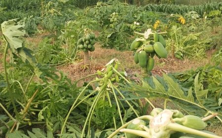 নাটোরে রাতের আঁধারে কৃষকের ৯০০ পেঁপে গাছ সাবাড়