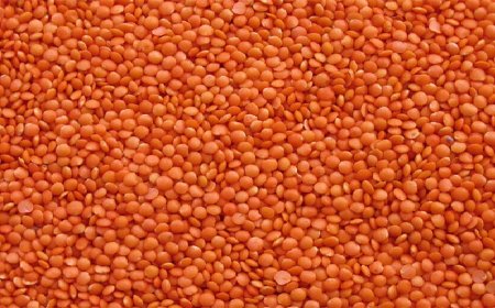১০ হাজার টন মসুর ডাল কিনছে সরকার