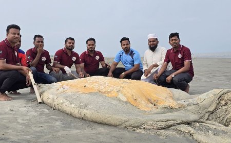 কুয়াকাটা সৈকতে ভেসে এলো ৫৬ ফুট লম্বা বিশালাকার মৃত তিমি