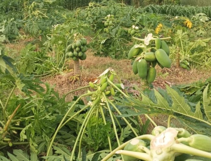 নাটোরে রাতের আঁধারে কৃষকের ৯০০ পেঁপে গাছ সাবাড়