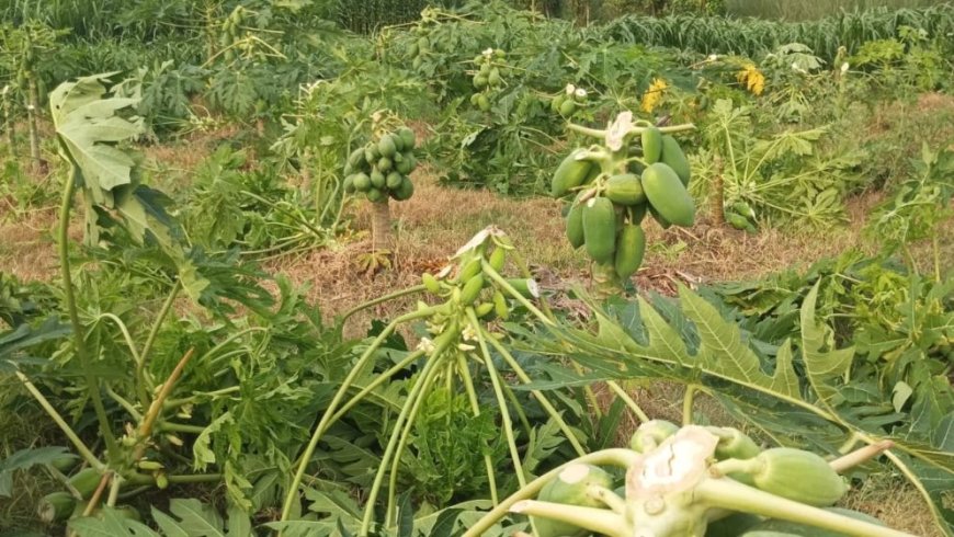 নাটোরে রাতের আঁধারে কৃষকের ৯০০ পেঁপে গাছ সাবাড়