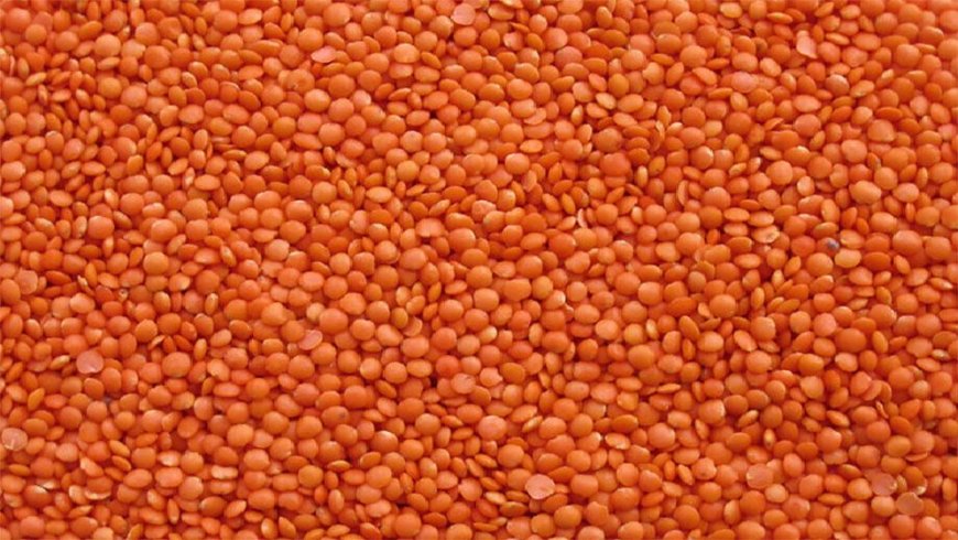 ১০ হাজার টন মসুর ডাল কিনছে সরকার