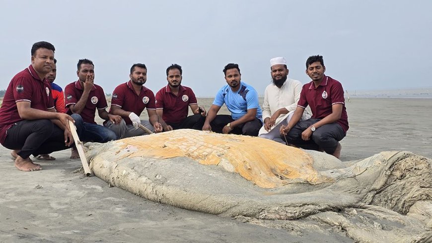 কুয়াকাটা সৈকতে ভেসে এলো ৫৬ ফুট লম্বা বিশালাকার মৃত তিমি
