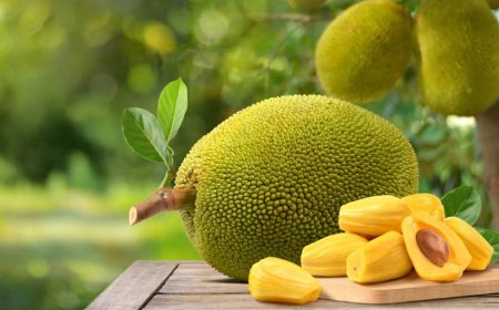 আজ কাঁঠাল দিবস  জাতীয় ফলকে নতুন করে জানুন